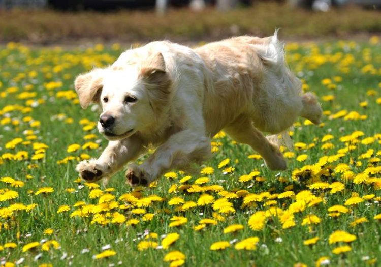 epa02133425 Golden-Retriever Emma runs across a blooming dandelion field in Stadtallendorf, Germany, 27 April 2010. Temperatures of up to 27 degrees Celcius are predicted, as Spring arrives for good across Germany.  EPA/Uwe Zucchi