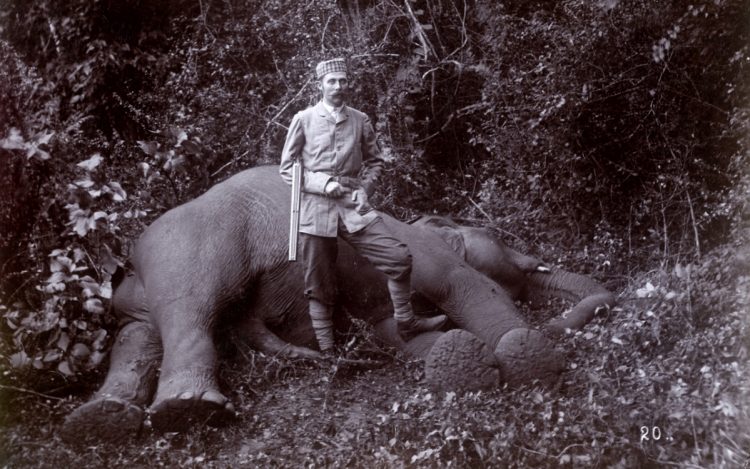 Ehzg Franz Ferdinand allein vor dem Bauch des erlegten Elefanten stehend, eregierter Penis des Elefanten (auf Bild 18 und 19 mit Zweigen verdeckt).