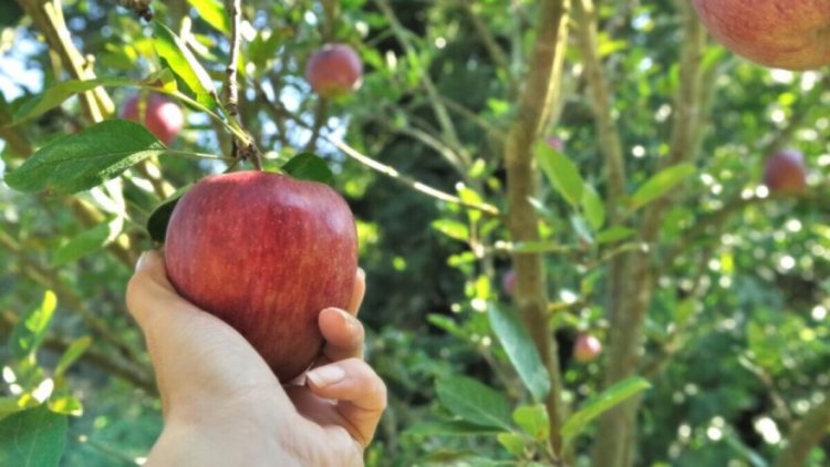 red apple picking in the tree with woman hand